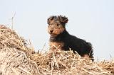 WELSH TERRIER 111